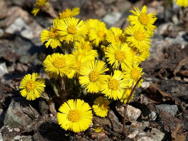 Coltsfoot Herb for the Treatment of Acute Prostatitis
